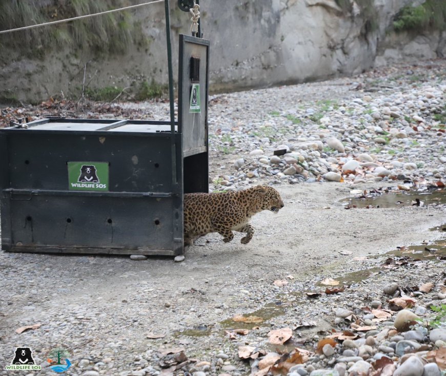 वाइल्डलाइफ एसओएस ने पिछले वर्ष लगभग 1,500 जानवरों को बचाया