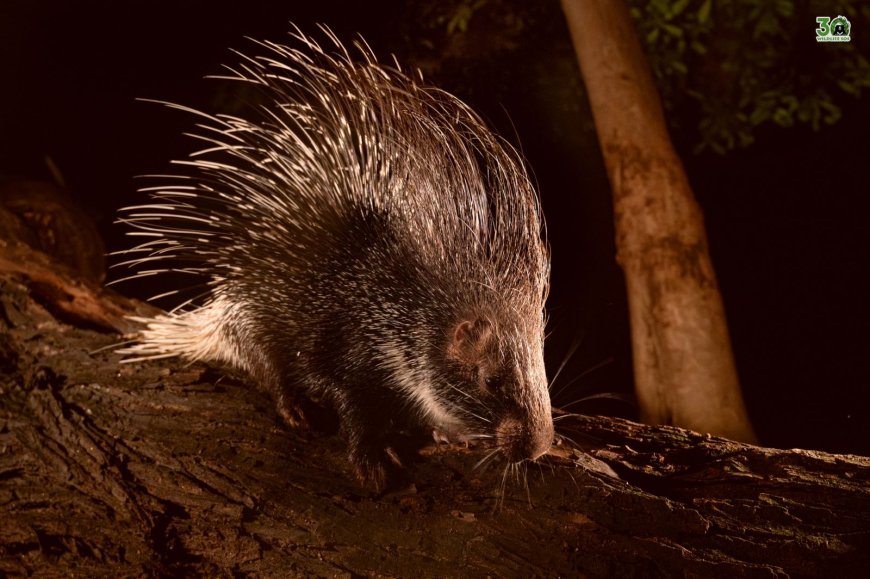 वाइल्डलाइफ एसओएस ने पिछले वर्ष लगभग 1,500 जानवरों को बचाया