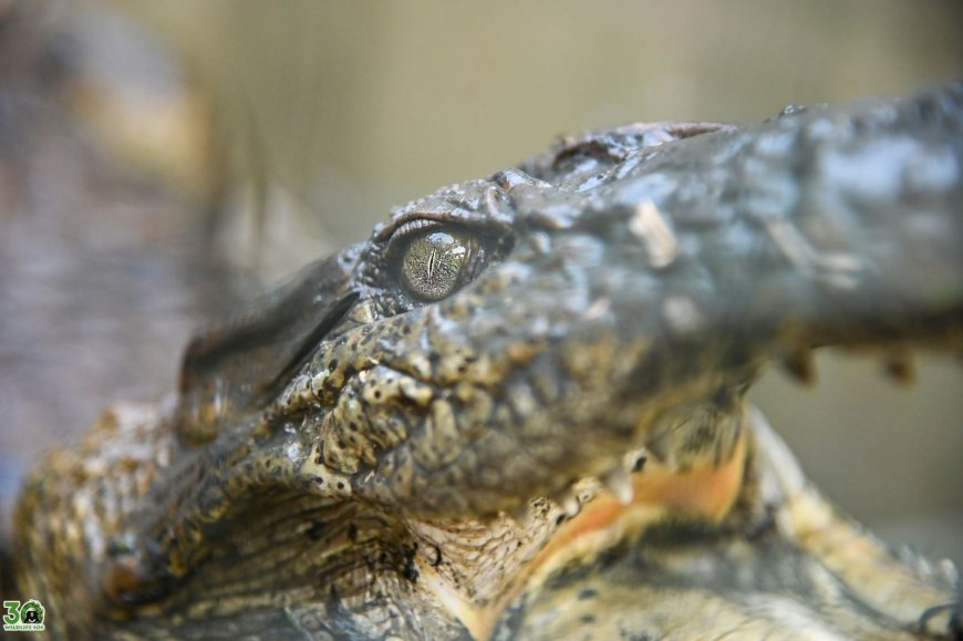 वाइल्डलाइफ एसओएस ने पिछले वर्ष लगभग 1,500 जानवरों को बचाया