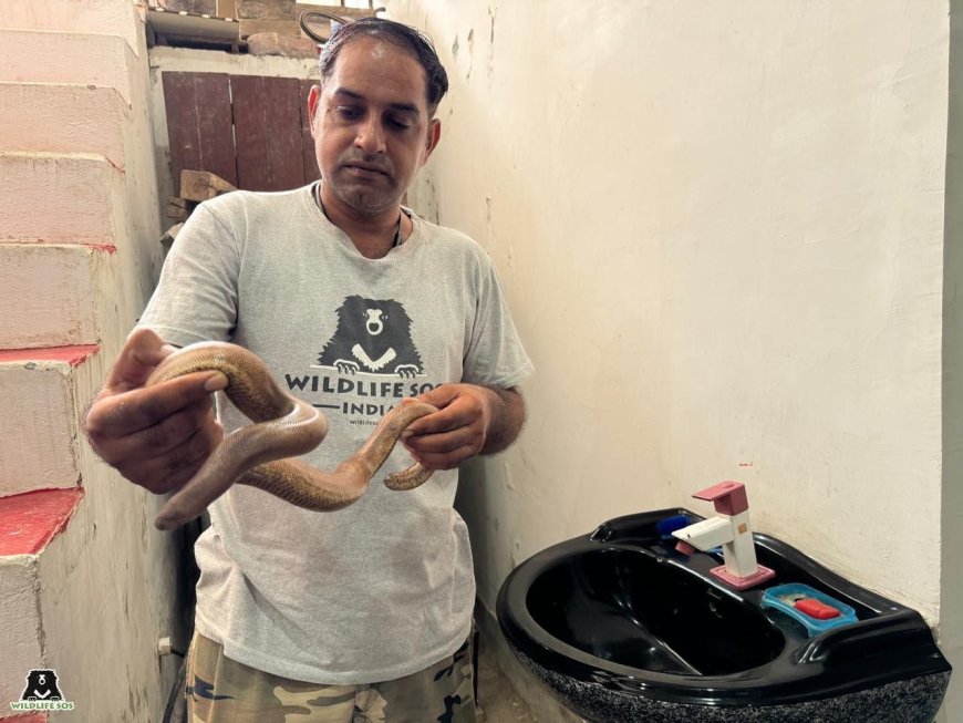 वाइल्डलाइफ एसओएस ने पिछले वर्ष लगभग 1,500 जानवरों को बचाया