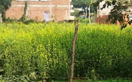 सरसों के खेतों में वाकई में दिखी वसंत बहार, फलियां आ चुकी थीं