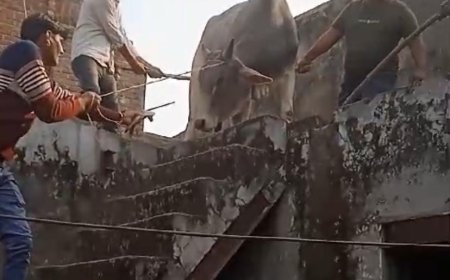 जरार कस्बे में घर की छत पर चढ़ गया सांड, उतारने में दो घंटे लग गए
