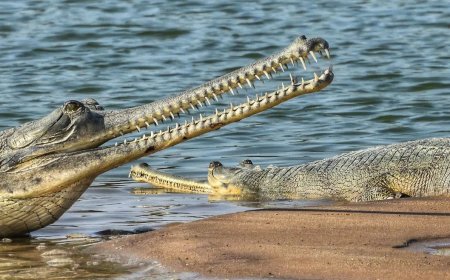 चंबल नदी में इन दिनों घड़ियालों के मिलन के दृश्य खूब दिख रहे