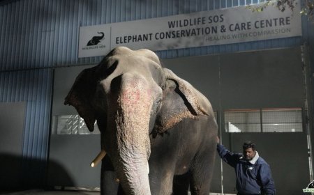 मनु हाथी को मऊ से वाइल्डलाइफ एसओएस के अस्पताल लाया गया