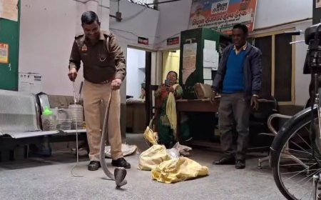 घर में भरे पड़े थे सांप, एक-एक कर दस रेस्क्यू किए गए
