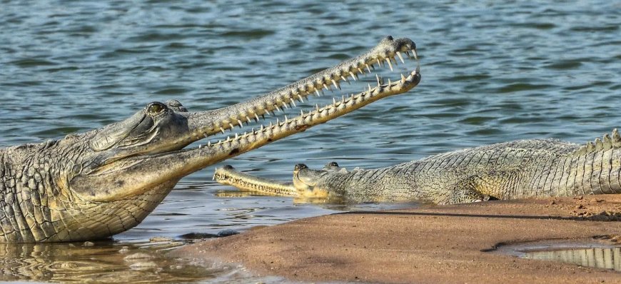 चंबल नदी में इन दिनों घड़ियालों के मिलन के दृश्य खूब दिख रहे