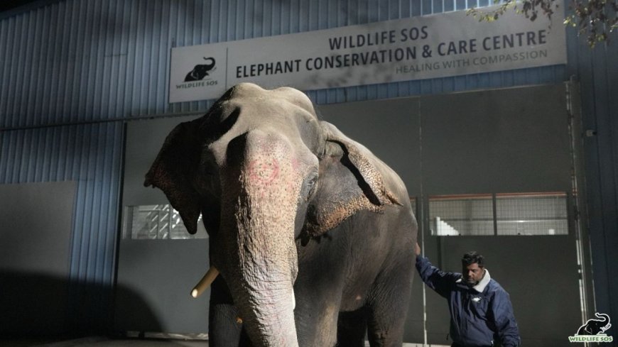 मनु हाथी को मऊ से वाइल्डलाइफ एसओएस के अस्पताल लाया गया