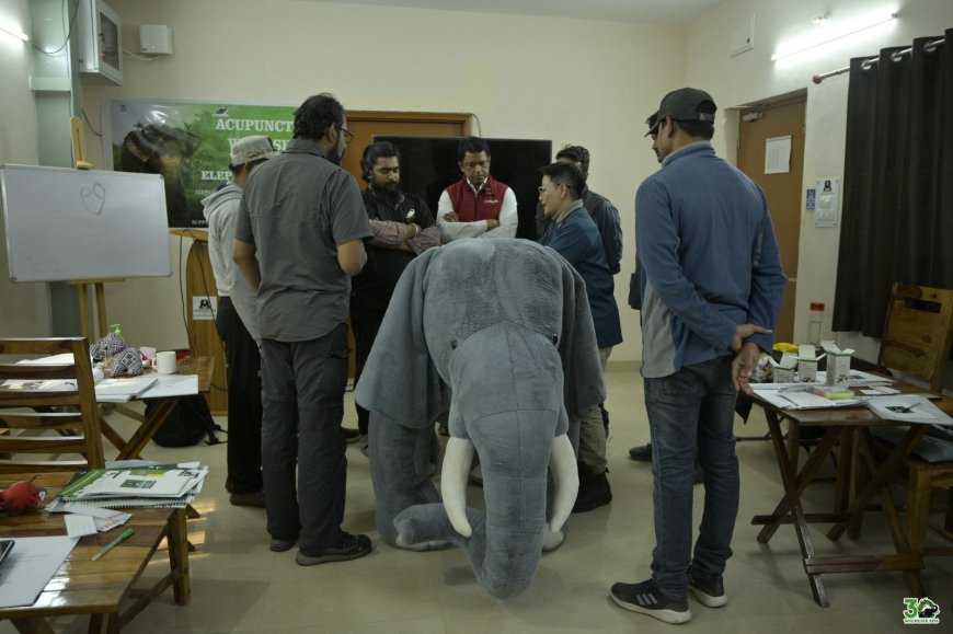 घायल बेबी हाथी बानी के लिए विदेशों से विशेषज्ञ बुलाए गए   