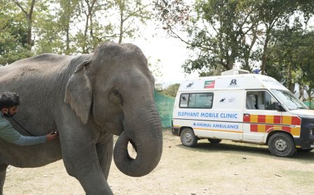 वाइल्डलाइफ एसओएस ने शुरू किया देश का पहला हाथी मोबाइल क्लीनिक
