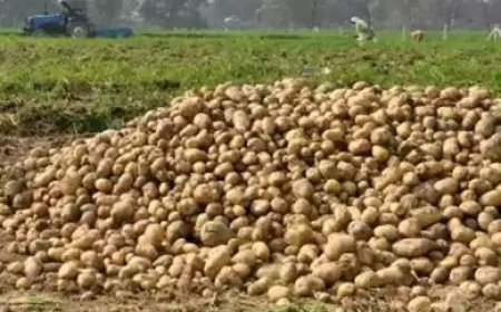 आलू की कम पैदावार का शोर, जानिए क्या है हकीकत?