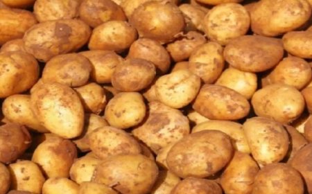 क्या आलू के भाव इस साल भी दिखाएंगे पिछले साल जैसा ताव?