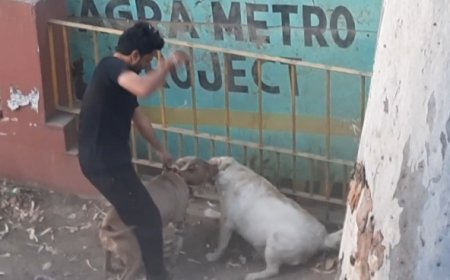 खूंखार पिटबुल ने दूसरे डॉग को किया लहूलुहान, वीडियो हुआ वायरल