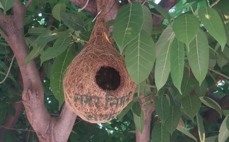 आगरा नगर निगम की अनूठी पहल: गौरैया संरक्षण के लिए बना रहा घर