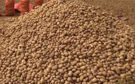 होली पर आलू निकासी की अफवाह ने किसानों का नुकसान करा दिया