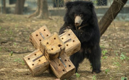 एल्विस भालू ने आगरा संरक्षण केंद्र में पूरा किया आज़ादी का एक दशक