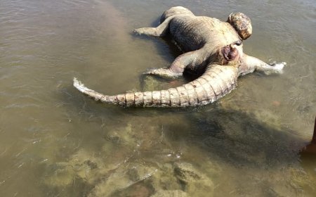 चंबल नदी के मध्य प्रदेश सीमा में मृत अवस्था में नर मगरमच्छ का मिला शव मचा हड़कंप, सीमा विवाद में उलझा रहा वन विभाग