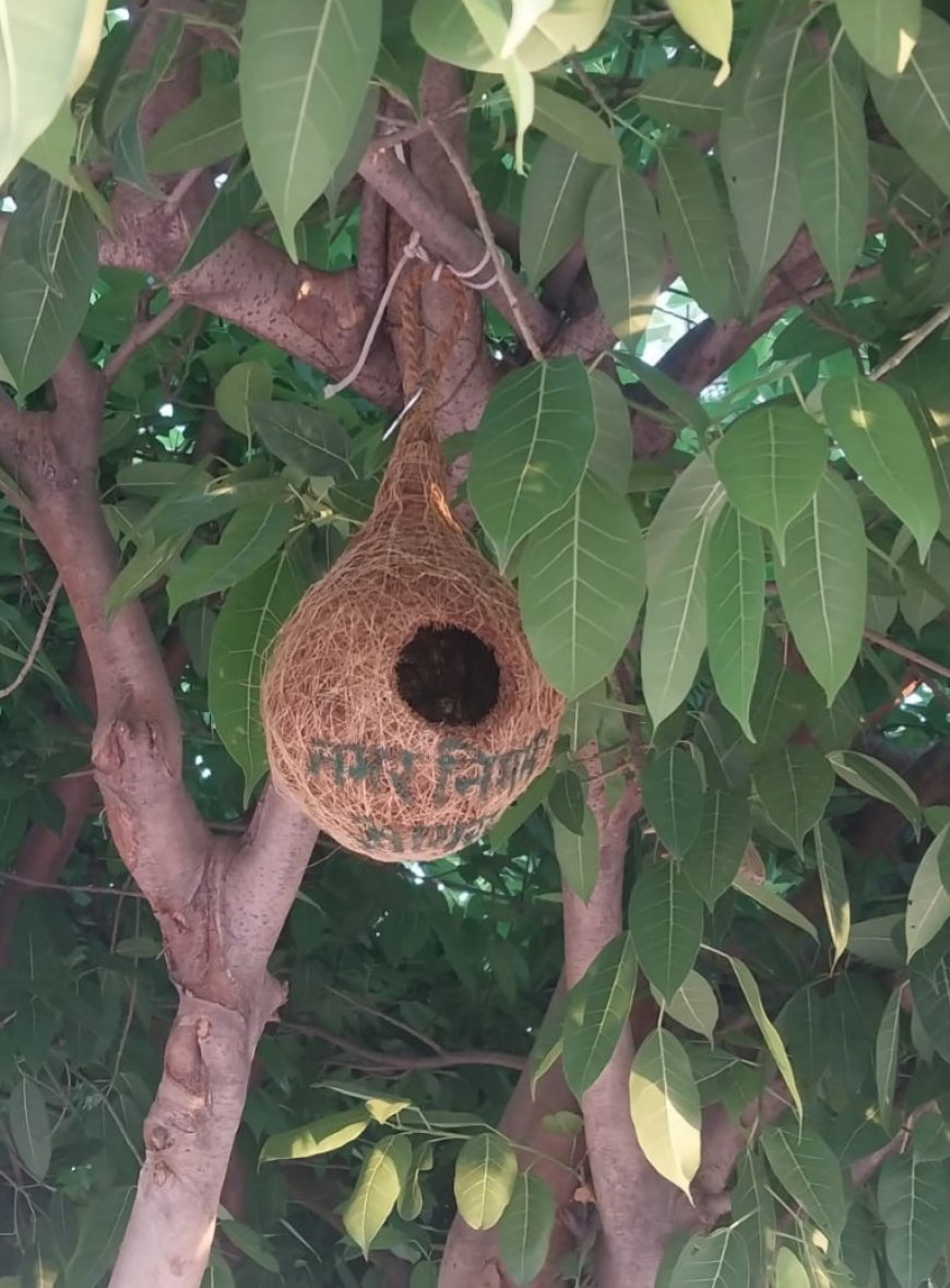 आगरा नगर निगम की अनूठी पहल: गौरैया संरक्षण के लिए बना रहा घर