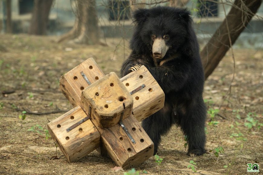 एल्विस भालू ने आगरा संरक्षण केंद्र में पूरा किया आज़ादी का एक दशक