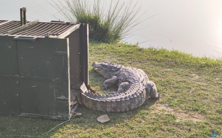 खेत में मगरमच्छ देख सहमे लोग, वाइल्डलाइफ एसओएस और वन विभाग ने संयुक्त रूप से किया रेस्क्यू !