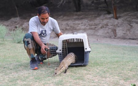 30 फीट गहरे बोरवेल में गिरी दो सिवेट को सुरक्षित बचा लिया गया