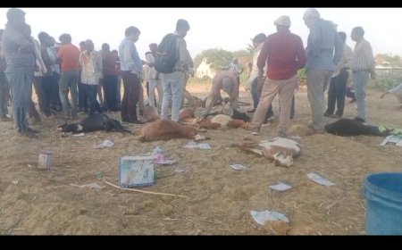 धमोटा गांव में पानी पीकर मरी 12 बकरियों की मौत का राज खुलना बाकी