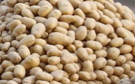 यूट्यूबर्स ने आलू किसानों को संकट के कगार पर लाकर खड़ा कर दिया