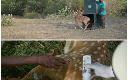 आगरा में आवारा कुत्तों से घायल चीतल हिरण को वाइल्डलाइफ एसओएस ने बचाया, जंगल में छोड़ा