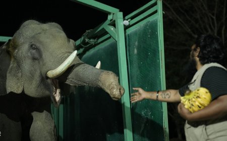 दशकों की पीड़ा के बाद ‘वायु’ को मिला सहारा, मथुरा के हाथी अस्पताल में शुरू हुआ इलाज
