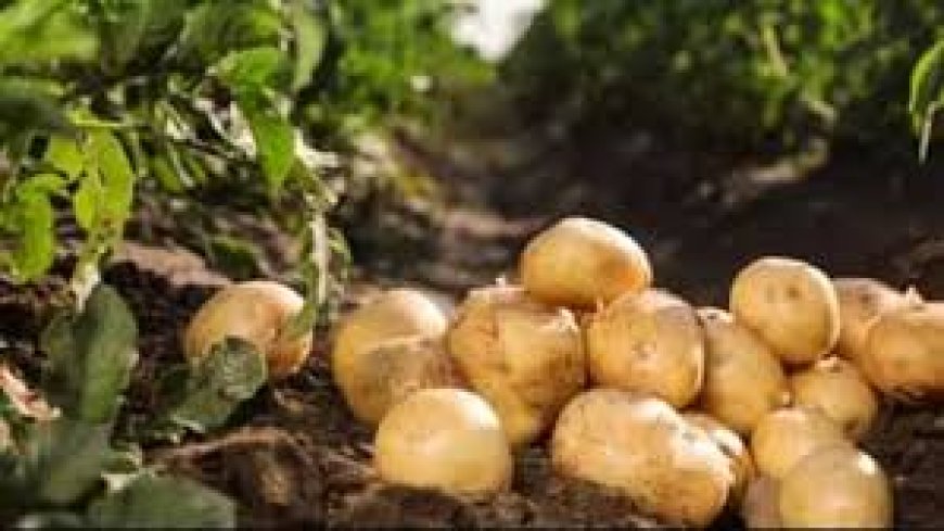 आगरा में बनेगा इंटरनेशनल पोटैटो रिसर्च सेंटर