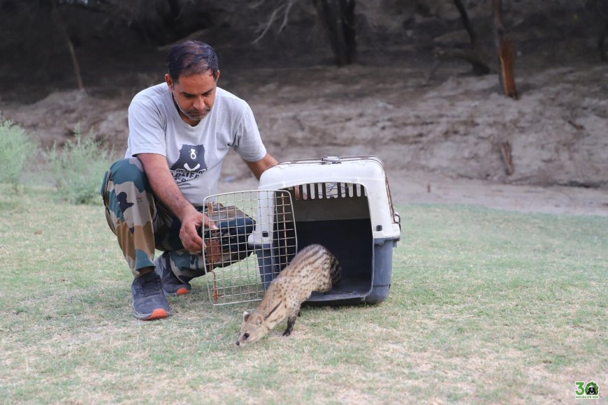 30 फीट गहरे बोरवेल में गिरी दो सिवेट को सुरक्षित बचा लिया गया