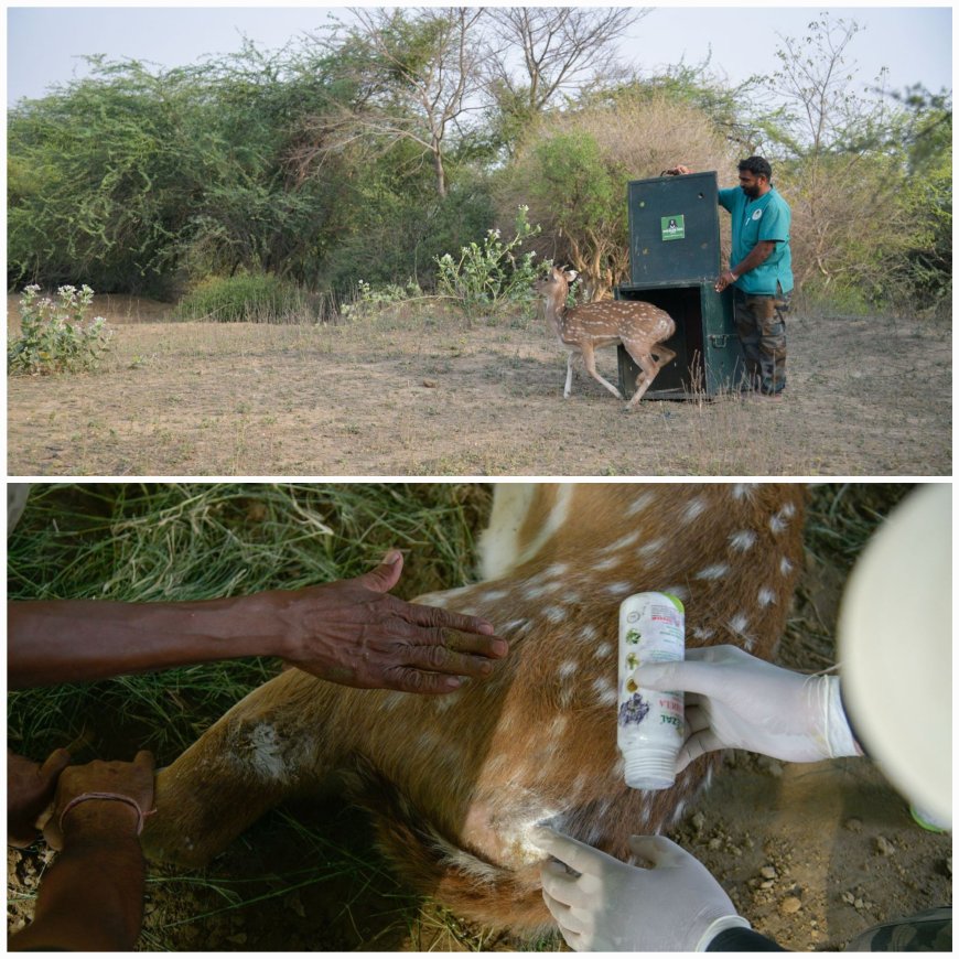 आगरा में आवारा कुत्तों से घायल चीतल हिरण को वाइल्डलाइफ एसओएस ने बचाया, जंगल में छोड़ा