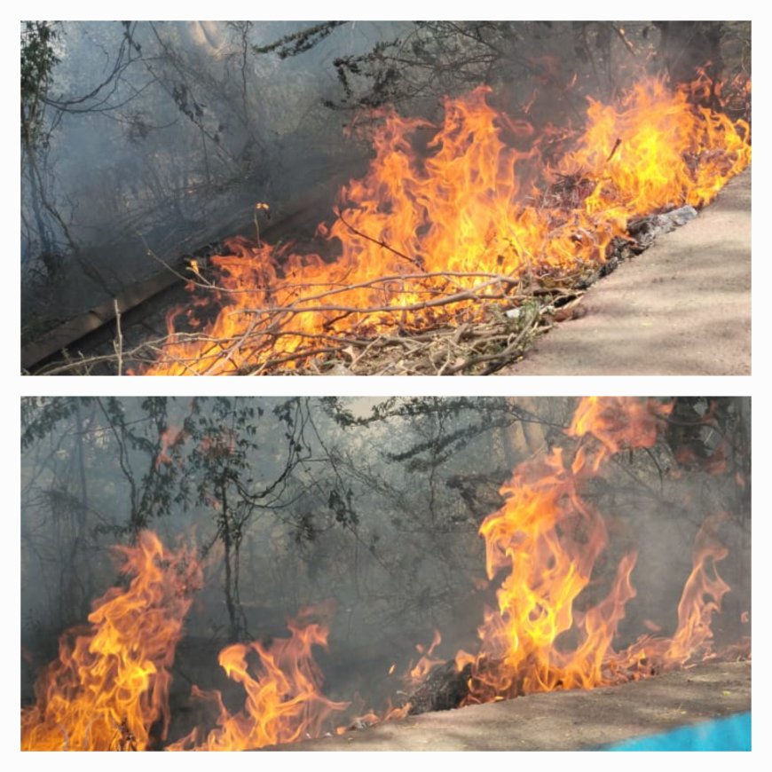 ताजमहल जाने वाले यमुना किनारा रोड पर झाड़ियों में लगी आग