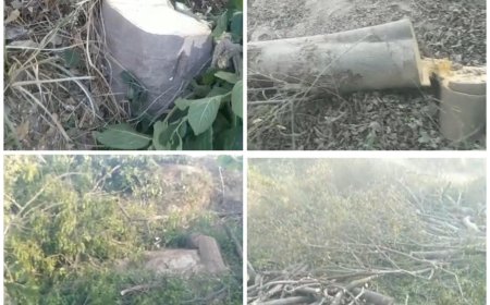 ताज ट्रैपेजियम जोन में बेखौफ काटे जा रहे हरे पेड़, वन विभाग और पुलिस की भूमिका संदिग्ध