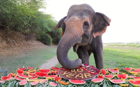 सर्कस की जंजीरों से आज़ादी की उड़ान: 'नट हर्ड' ने पूरे किए स्वतंत्रता के दस साल