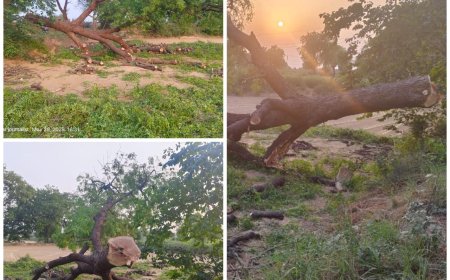 टीटीजेड में हरियाली का संहार जारी: गौहरपुर में वन विभाग की मिलीभगत से पेड़ों की अवैध कटाई