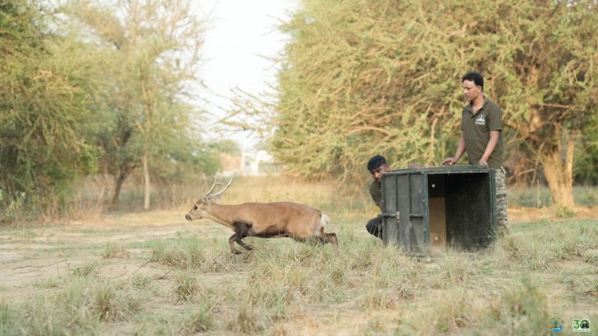 कुत्तों के हमले में घायल हुए दो 'लुप्तप्राय' हॉग डियर का सफल रेस्क्यू, इलाज के बाद जंगल में छोड़ा गया