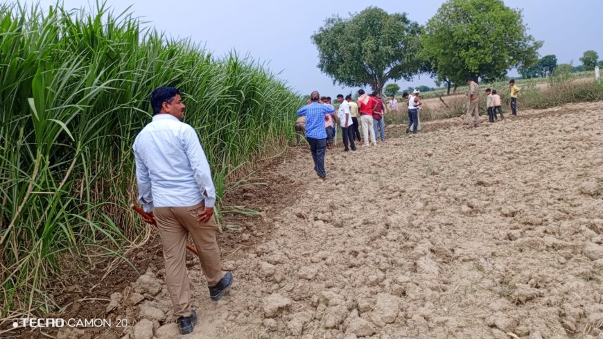 आगरा के डौकी क्षेत्र में तेंदुए की दहशत, नगरिया में चरी के खेत में घुसने की सूचना से हड़कंप