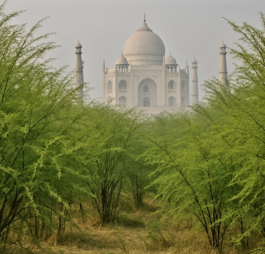 ब्रज की हरियाली पर विलायती बबूल का साया: मानसून से पहले निर्णायक कार्रवाई हो   