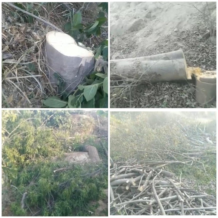 ताज ट्रैपेजियम जोन में बेखौफ काटे जा रहे हरे पेड़, वन विभाग और पुलिस की भूमिका संदिग्ध