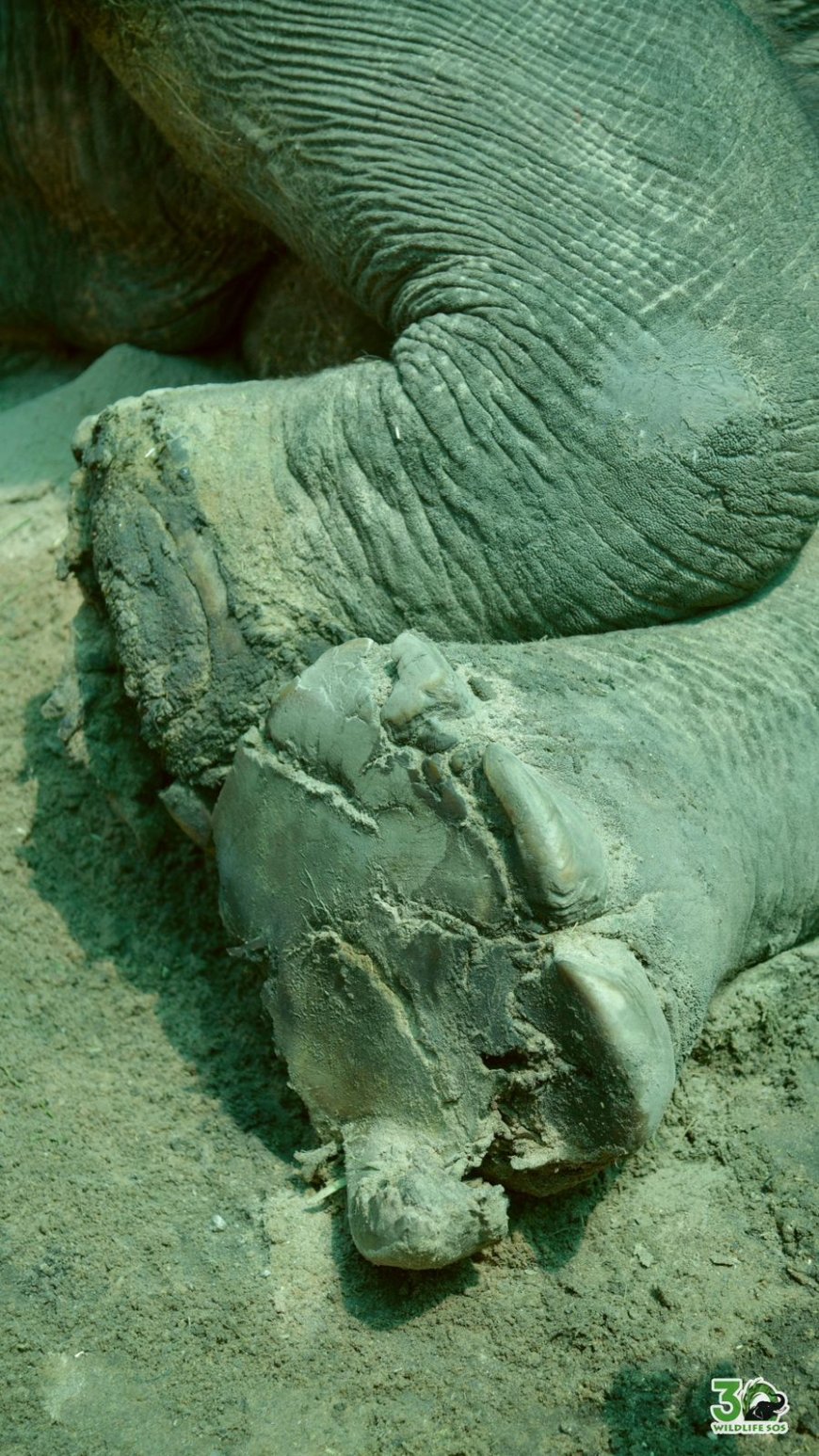 रामू की चीख जंगल तक गूंज रही हैः 72 साल की हथिनी तड़प रही है, आदेश के बावजूद ट्रांसफर नहीं हुआ