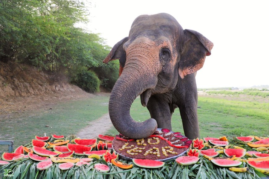 सर्कस की जंजीरों से आज़ादी की उड़ान: 'नट हर्ड' ने पूरे किए स्वतंत्रता के दस साल