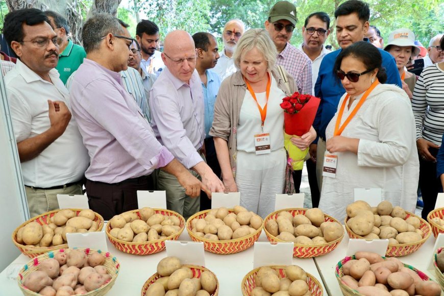 आगरा के आलू अनुसंधान केंद्र में तैयार नया जैविक 'सुपर पोटैटो' एनीमिया जैसी बीमारियों से लड़ेगा