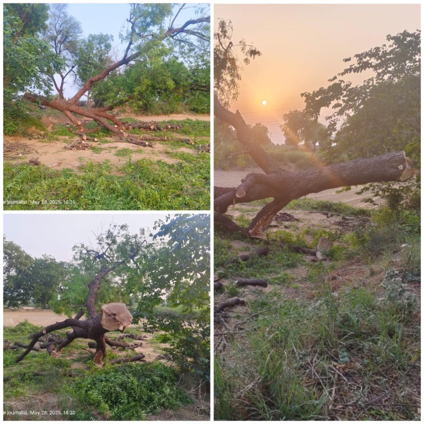 टीटीजेड में हरियाली का संहार जारी: गौहरपुर में वन विभाग की मिलीभगत से पेड़ों की अवैध कटाई