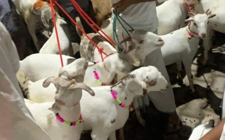 बकरीद पर बरेली में बकरा बाजार में नया ट्रेंड: अब ईएमआई पर भी मिल रहे हैं बकरे