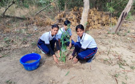 पौधारोपण का पर्यावरणीय सच: क्या गड्ढा खोदकर तुरंत पौधा लगाना उचित है?