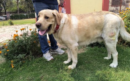 भारत में पहली बार कुत्ते का स्वदेशी हिप ट्रांसप्लांट सफल: आईवीआरआई बरेली की ऐतिहासिक उपलब्धि