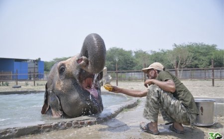भीषण गर्मी में राहत: वाइल्डलाइफ एसओएस ने हाथियों और भालुओं के लिए शुरू किए कूलिंग प्रोटोकॉल