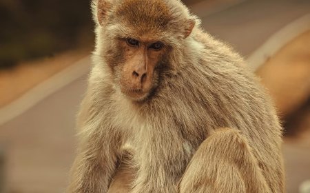 बरेली की चावल मंडी में मृत पांच बंदरों की हड्डियां टूटी हुई मिलीं, शहर में भारी गुस्सा