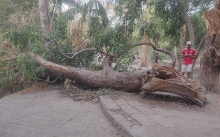 पालीवाल पार्क में लापरवाही: आंधी में गिरे पेड़ से ट्रैक हफ्तों से बंद, घूमने वालों को हो रही परेशानी