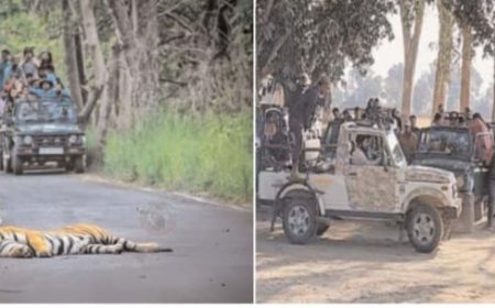 पीटीआर की रोमांचक सफारी के लिए उमड़ी भीड़, बाघों की झलक ने बढ़ाया उत्साह